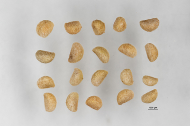 APII jpeg image of Pentachondra pumila  © contact APII