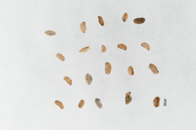 APII jpeg image of Euphrasia collina subsp. speciosa  © contact APII