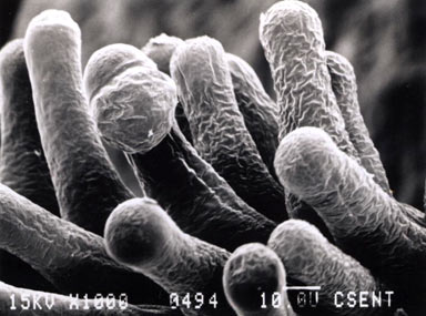 APII jpeg image of Calandrinia brevipedata  © contact APII