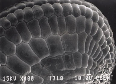 APII jpeg image of Calandrinia polyandra  © contact APII