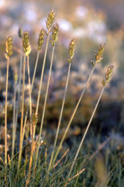 APII jpeg image of Agropyron velutinum  © contact APII