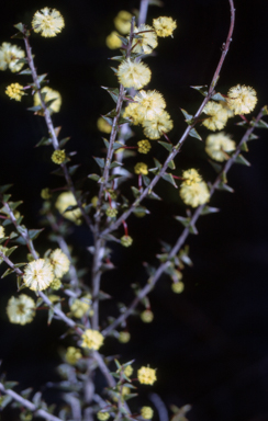APII jpeg image of Acacia gunnii  © contact APII