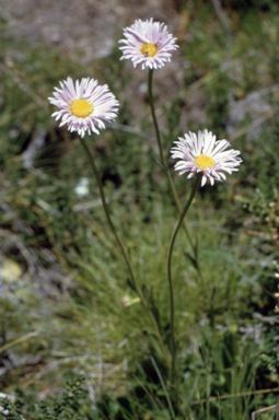 APII jpeg image of Brachyscome aculeata  © contact APII