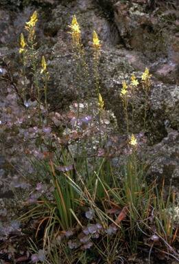 APII jpeg image of Bulbine bulbosa  © contact APII