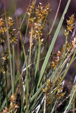 APII jpeg image of Carex echinata  © contact APII