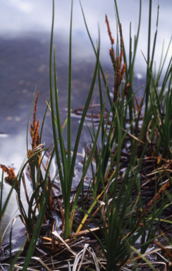 APII jpeg image of Carex gaudichaudiana  © contact APII