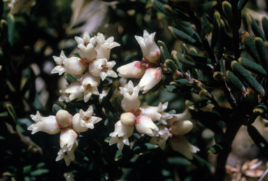 APII jpeg image of Leucopogon montanus  © contact APII