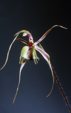APII jpeg image of Caladenia dilata  © contact APII