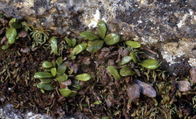 APII jpeg image of Grammitis armstrongii  © contact APII