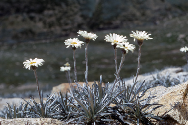 APII jpeg image of Celmisia longifolia  © contact APII