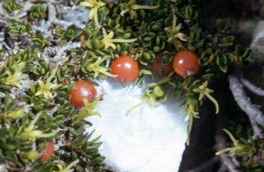 APII jpeg image of Coprosma pumila  © contact APII