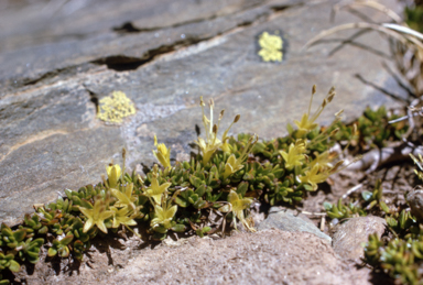 APII jpeg image of Coprosma pumila  © contact APII