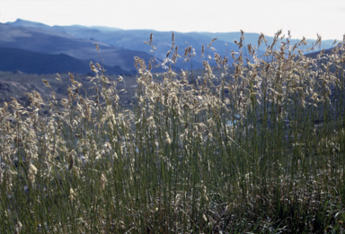 APII jpeg image of Chionochloa frigida  © contact APII