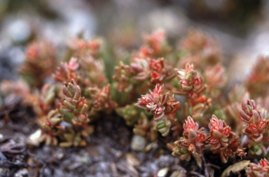 APII jpeg image of Crassula sieberiana  © contact APII
