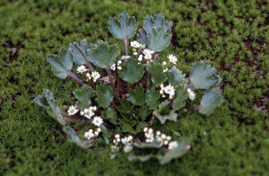APII jpeg image of Dichosciadium ranunculaceum var. ranunculaceum  © contact APII
