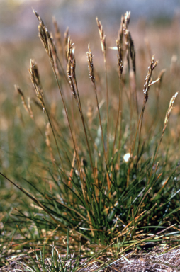 APII jpeg image of Rytidosperma nudiflorum  © contact APII