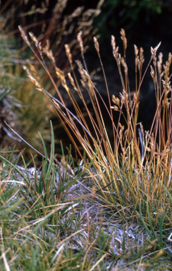 APII jpeg image of Rytidosperma nivicolum  © contact APII