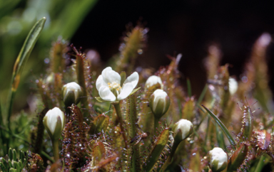APII jpeg image of Drosera arcturi  © contact APII