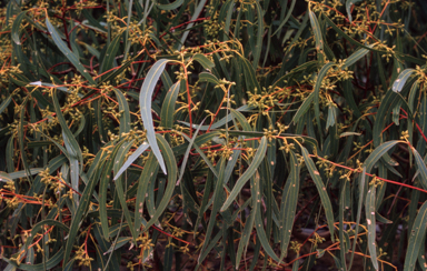 APII jpeg image of Eucalyptus camaldulensis  © contact APII