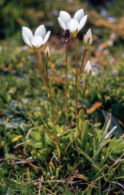 APII jpeg image of Chionogentias muelleriana subsp. alpestris  © contact APII