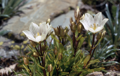 APII jpeg image of Chionogentias muelleriana subsp. alpestris  © contact APII