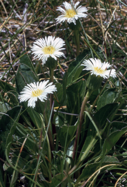 APII jpeg image of Erigeron nitidus  © contact APII