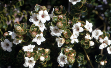 APII jpeg image of Epacris microphylla  © contact APII