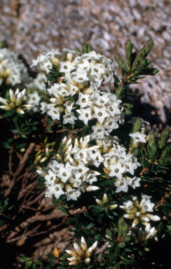 APII jpeg image of Epacris paludosa  © contact APII
