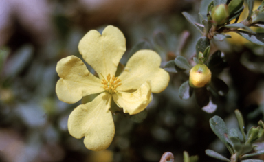 APII jpeg image of Hibbertia obtusifolia  © contact APII