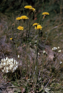 APII jpeg image of Hypochoeris radicata  © contact APII