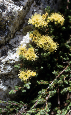 APII jpeg image of Kunzea muelleri  © contact APII