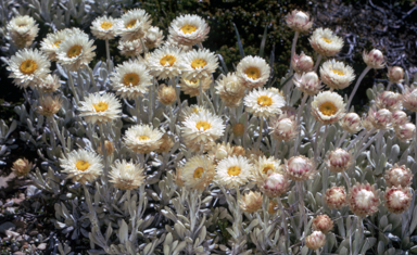 APII jpeg image of Leucochrysum albicans  © contact APII