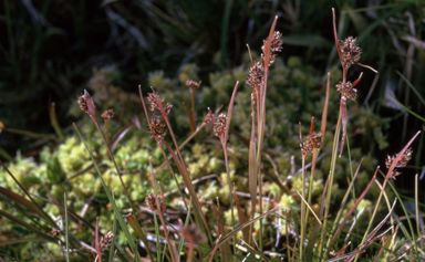 APII jpeg image of Luzula australasica  © contact APII