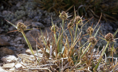 APII jpeg image of Luzula australasica subsp. australasica  © contact APII
