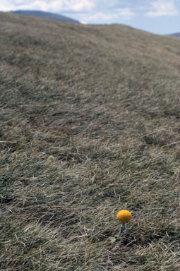 APII jpeg image of Craspedia sp.  © contact APII