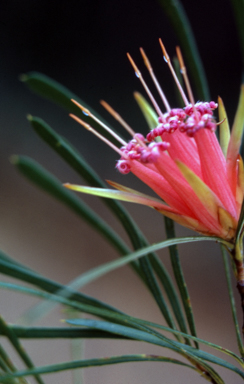 APII jpeg image of Lambertia formosa  © contact APII
