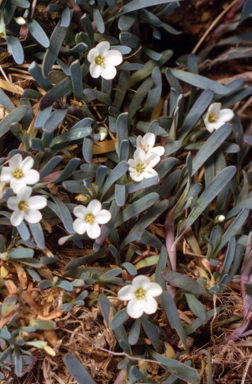 APII jpeg image of Neopaxia australasica  © contact APII