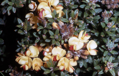 APII jpeg image of Oxylobium ellipticum  © contact APII