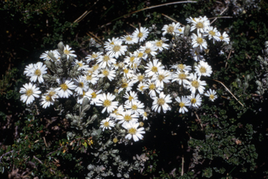 APII jpeg image of Olearia phlogopappa var. subrepanda  © contact APII