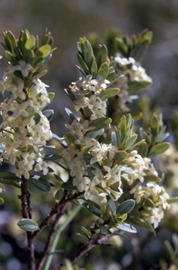 APII jpeg image of Pimelea axiflora  © contact APII