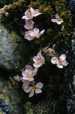 APII jpeg image of Chionohebe densifolia  © contact APII