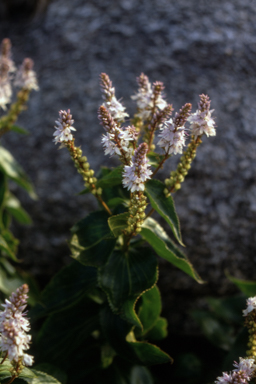 APII jpeg image of Veronica derwentiana  © contact APII