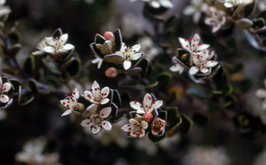 APII jpeg image of Nematolepis ovatifolia  © contact APII