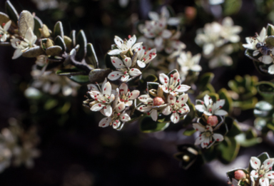 APII jpeg image of Nematolepis ovatifolia  © contact APII