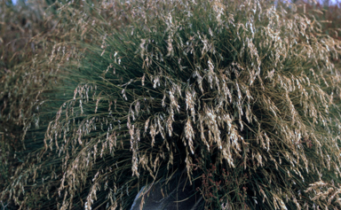 APII jpeg image of Poa costiniana  © contact APII