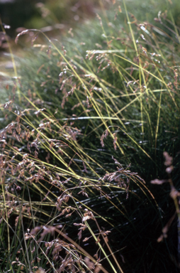 APII jpeg image of Poa costiniana  © contact APII