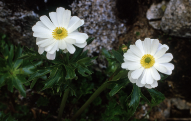 APII jpeg image of Ranunculus anemoneus  © contact APII