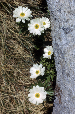APII jpeg image of Ranunculus anemoneus  © contact APII