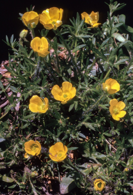 APII jpeg image of Ranunculus dissectifolius  © contact APII