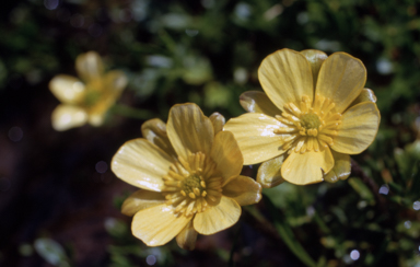 APII jpeg image of Ranunculus gunnianus  © contact APII